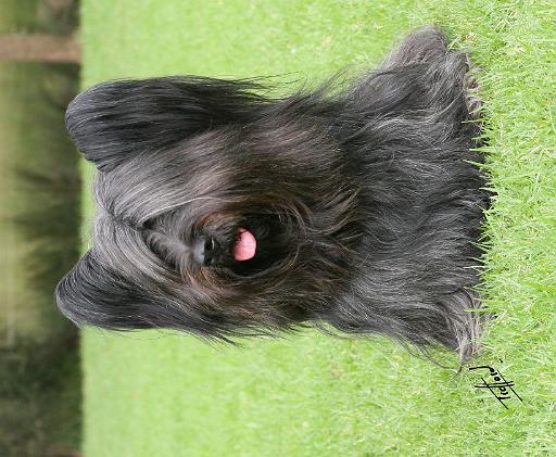 Skye Terrier 9Y766D-031.JPG